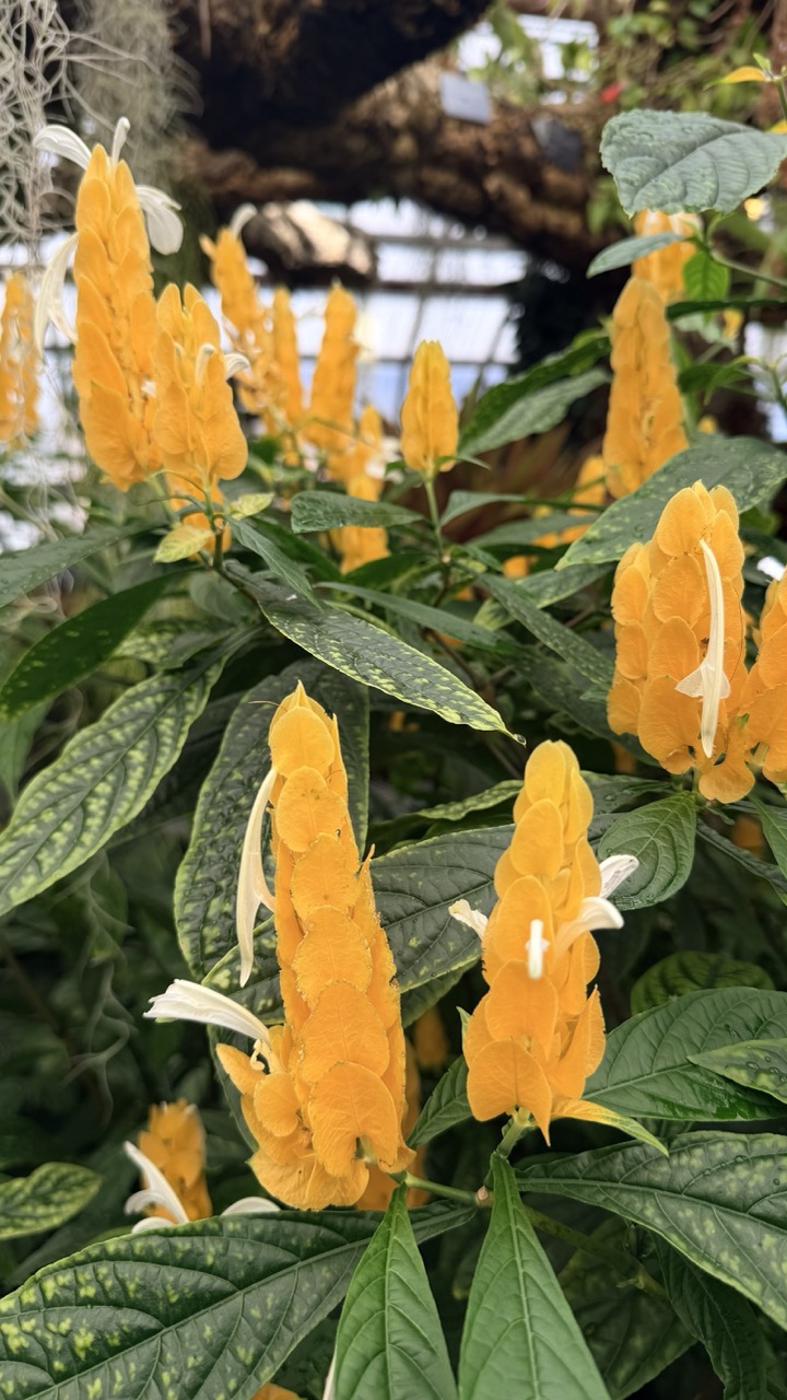 Jardin botanique Montreal 15