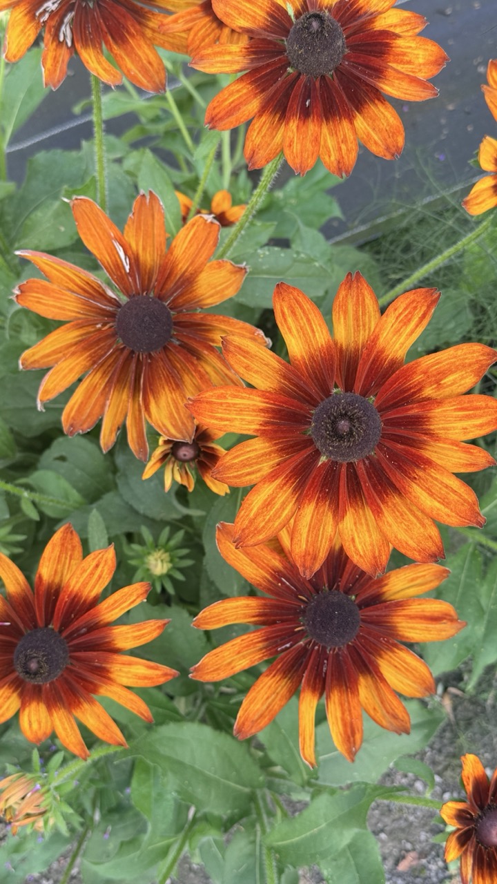 Jardin botanique Montreal 21
