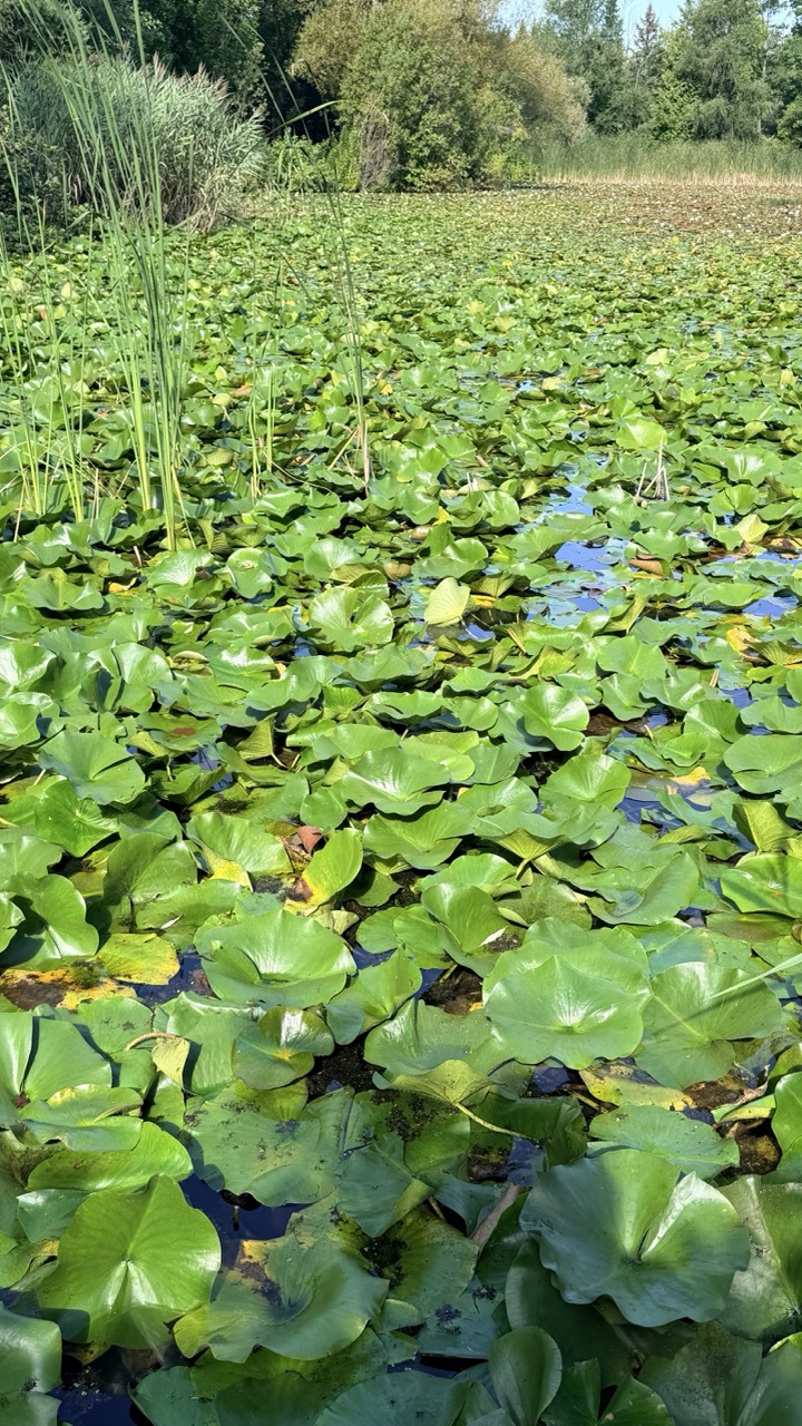 Jardin botanique Montreal 26