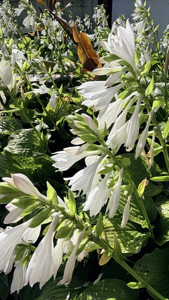 Jardin botanique Montreal 36