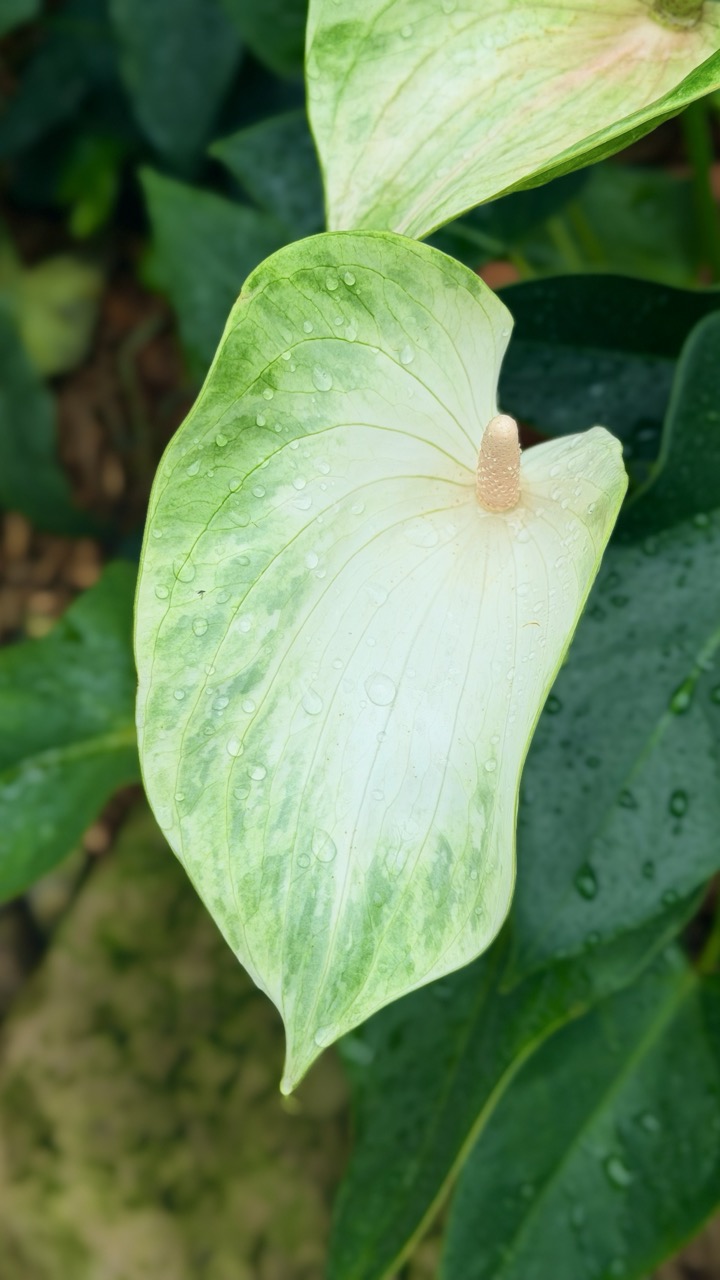Jardin botanique Montreal 9