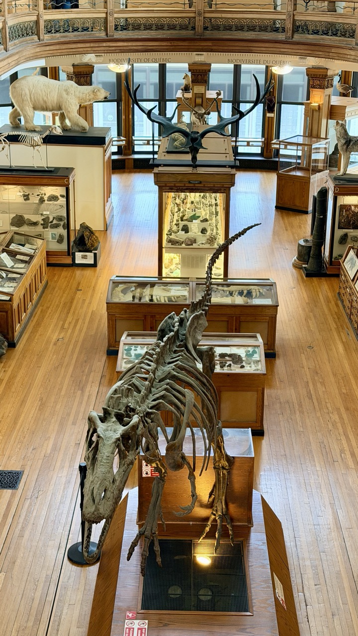 Musée Redpath Montréal 22