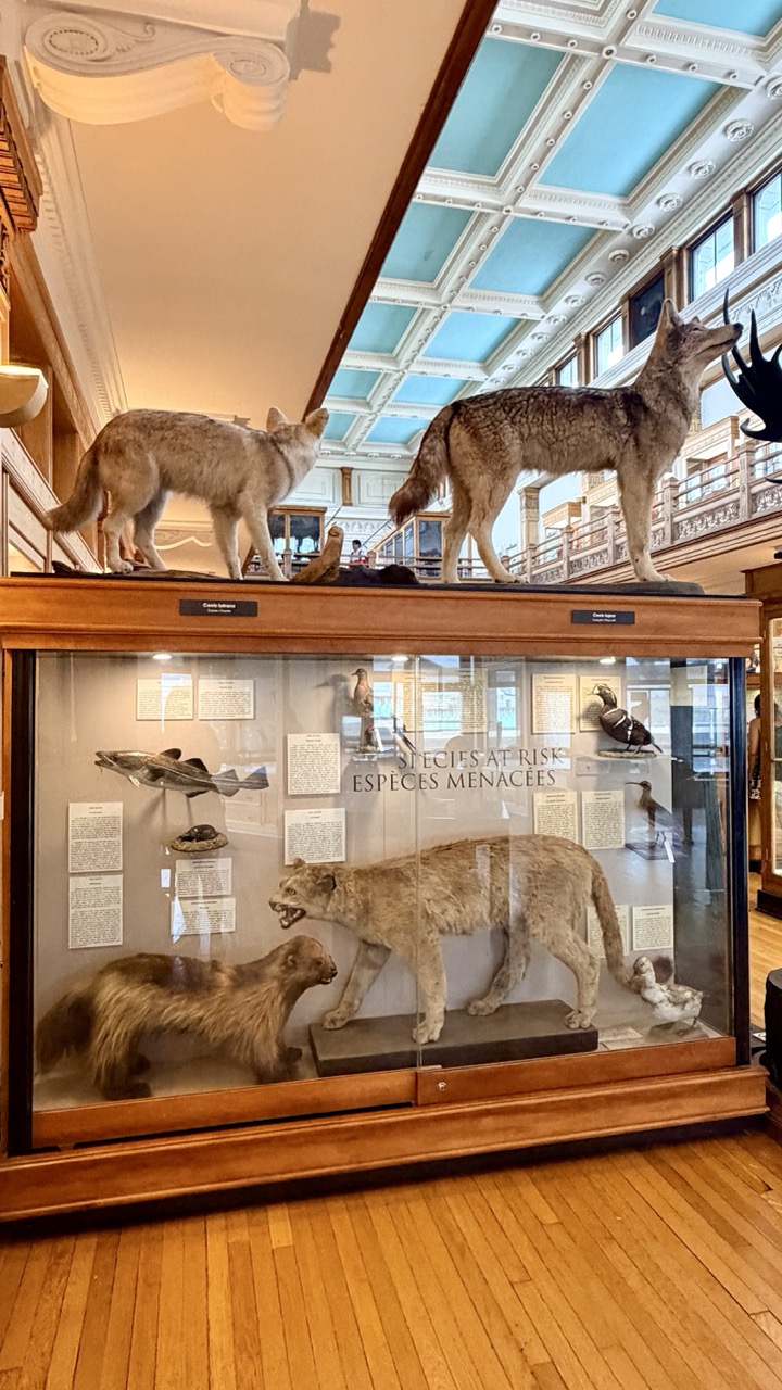 Musée Redpath Montréal 39