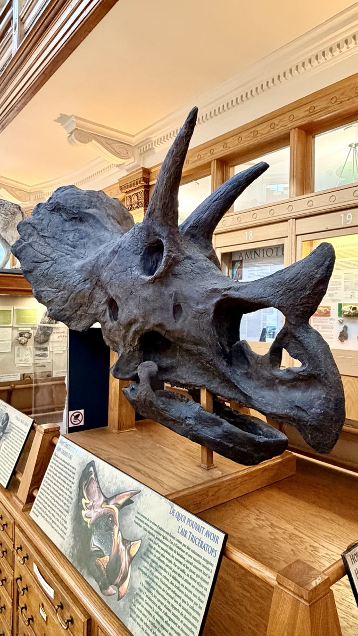 Musée Redpath Montréal 40