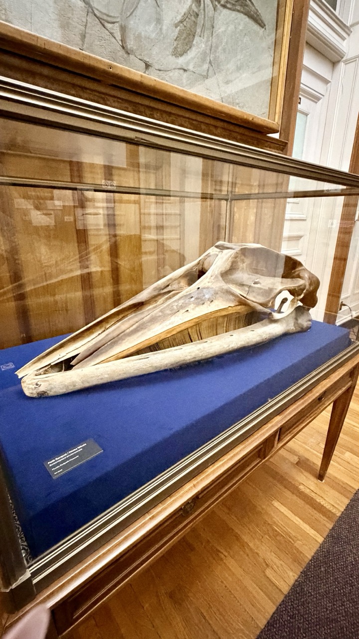 Musée Redpath Montréal 43