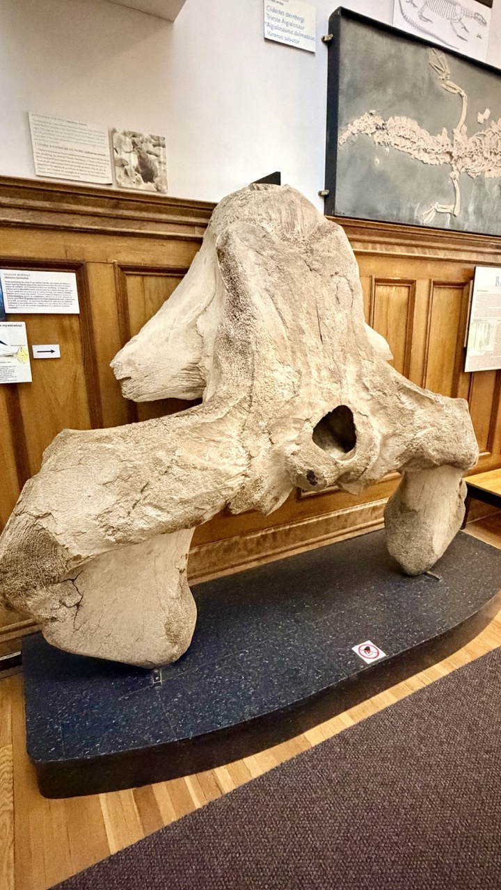 Musée Redpath Montréal 44