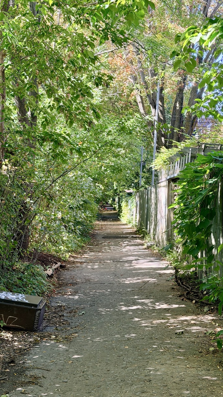 Rulles montreal gini in the jungle 15