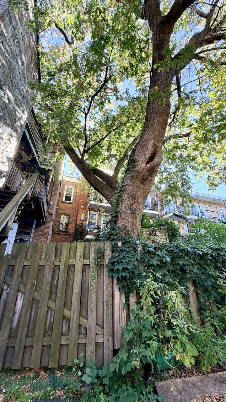 Rulles montreal gini in the jungle 28