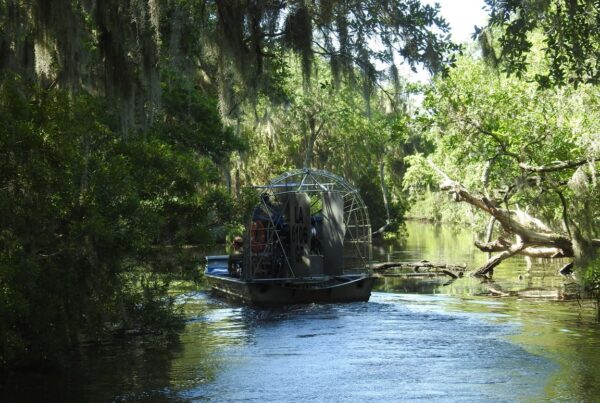 nola bayou gini in the jungle 3